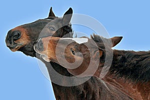 Portrait of two brown horses nuzzling
