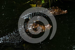 Portrait of the two Caimans over dark background on a rainy day