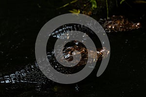 Portrait of the two Caimans over dark background on a rainy day