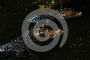 Portrait of the two Caimans over dark background on a rainy day