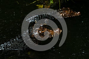 Portrait of the two Caimans over dark background on a rainy day from Ecuador