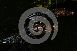 Portrait of the two Caimans over dark background on a rainy day from Ecuador