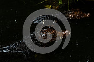 Portrait of the two Caimans over dark background on a rainy day from Ecuador