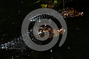 Portrait of the two Caimans over dark background on a rainy day from Ecuador