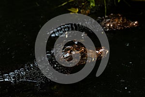 Portrait of the two Caimans over dark background on a rainy day from Ecuador