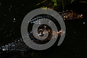 Portrait of the two Caimans over dark background on a rainy day from Ecuador