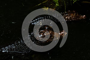 Portrait of the two Caimans over dark background on a rainy day from Ecuador