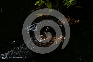 Portrait of the two Caimans over dark background on a rainy day from Ecuador