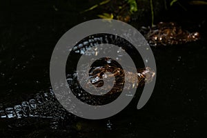 Portrait of the two Caimans over dark background on a rainy day photo
