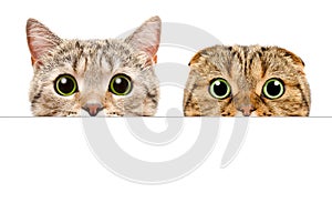 Portrait of a two cats peeking from behind a banner