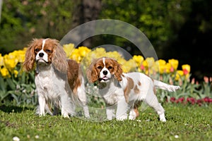 Portrait of two Cavalier King Charles spaniel