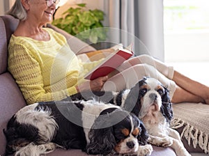 Portrait of two cavalier king Charles spaniel dogs resting on sofa with a senior woman reading a book. Elderly lady enjoying