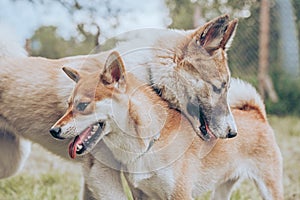 Portrait of two charming dogs.Shiba inu and laika