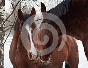Portrait of two chestnut horses with white blaze outside in winter. One black horse in the background