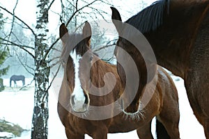 Portrait of two chestnut horses with white blaze outside in winter. One black horse in the background