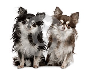 Portrait of two Chihuahuas, sitting photo