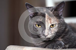 Portrait of a two color face cat. yellow eyes