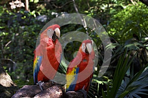 Portrait of two colorful macaws in the jungle