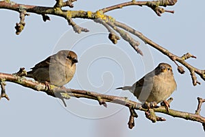 Two common sparrows perching on a branch
