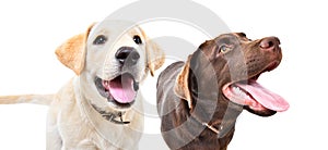 Portrait of two curious labrador puppies together