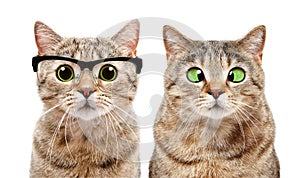 Retrato dos lindo gatos ojo enfermedades 