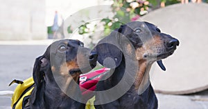 Portrait of two cute dachshund dogs with backpacks on their backs obediently stand and look up during tourist walk. Pets