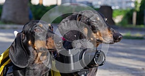 Portrait of two cute dachshund dogs with backpacks on their backs, who stand with a camera and take pictures of the