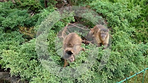 Portrait of the two cute gracile capuchin monkey - cebidae hanging on the tree in the jungle. A family of little monkeys