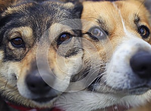 Portrait two cute happy dogs sit next to each other with their funny muzzles pressed together