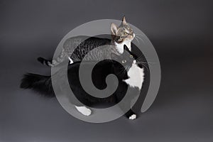 Portrait of two cute kittens a black kitten and gray stripped on grey background in studio photo