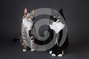 Portrait of two cute kittens a black kitten and gray stripped on grey background in studio photo