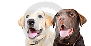 Portrait of two cute labrador puppies together