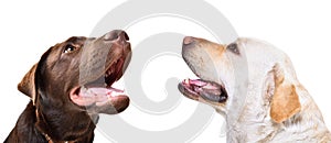 Portrait of two cute labradors, closeup, side view