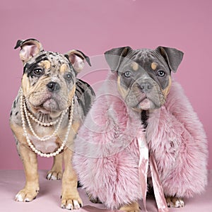 Portrait of two cute old english bulldog pups dressed as ladies with fur and pearls looking at the camera on a pink background