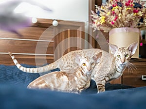 Portrait of two cute oriental breed cats sitting together on bed in bedroom