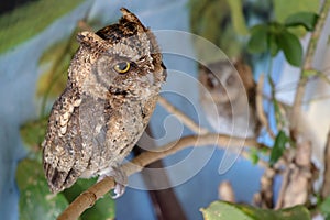 Portrait of a two cute young eagle owls. Two Owls are sitting on a branch in the tree. Surprised Long Ears owl, chicks resting on