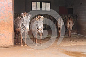 Portrait of two cute zebras in zoological farmhouse looking sad