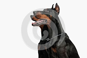 portrait of two dobermann dogs looking up side and panting