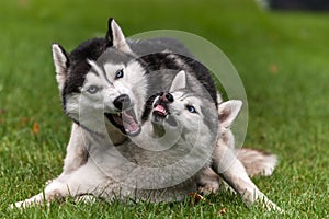 Portrait of two dogs - Siberian Husky