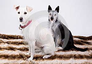 Portrait of two dogs