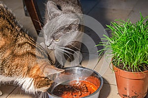 Portrait of two domestic cats eating wet food near green cat grass