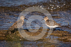 Portrait of two dunlins standing in muddy water