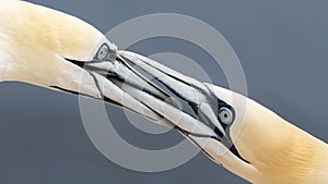 Portrait of two fighting Gannet Morus bassanus on a cliff on the island of helgoland in germany.