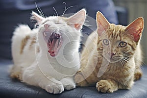 Portrait of two funny cats sitting on the sofa.