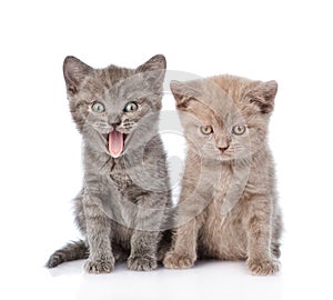 Portrait two funny kittens. on white background
