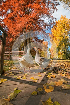 Portrait of two geese in the autumn park, Umbria