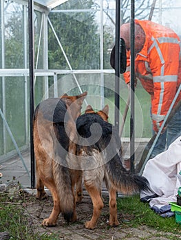 Portrait of a two German Shepherds, dogs, watch how a man is cleaning up in the greenhouse