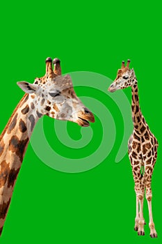 Portrait of two giraffes