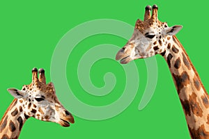 Portrait of two giraffes