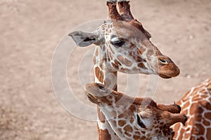 Portrait of two giraffes